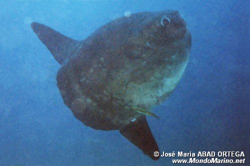 Pesce luna (Mola mola)