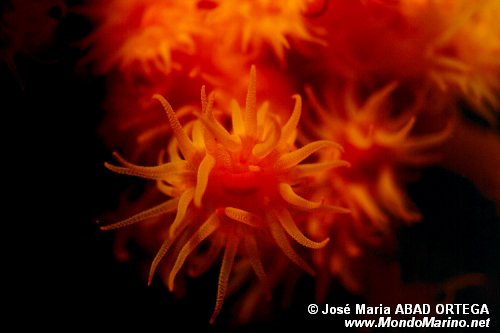 Madrepora arancione (Astroides calycularis)