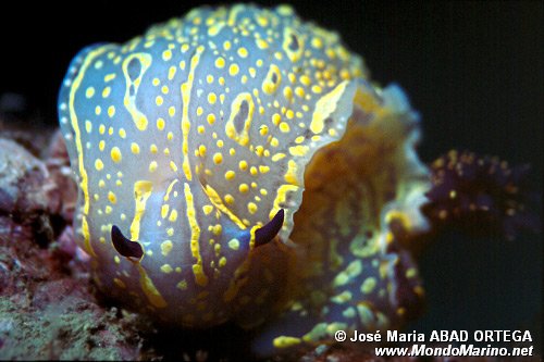 Doride dipinto (Hypselodoris picta)
