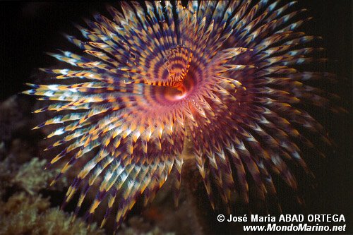 Spirografo (Sabella spallanzanii)