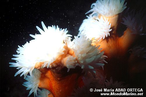 Dendrophyllia (Dendrophyllia cornigera)