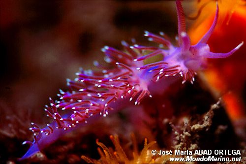 Flabellina rosa (Flabellina affinis)