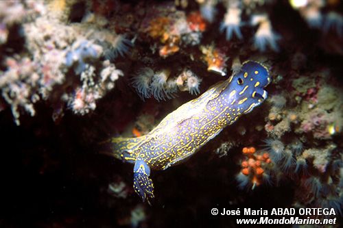 Doride dipinto (Hypselodoris picta)