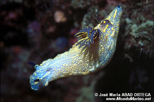 Doride dipinto (Hypselodoris picta)