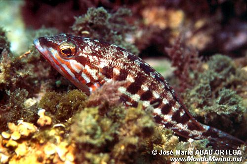 Perchia (Serranus cabrilla)