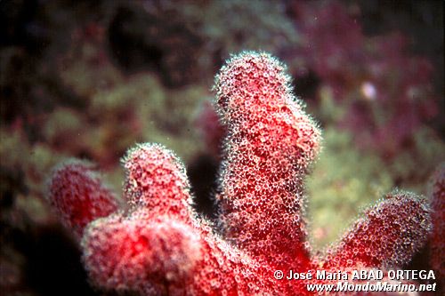 Mano di morto (Alcyonium digitatum)