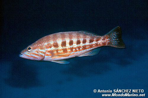 Perchia (Serranus cabrilla)