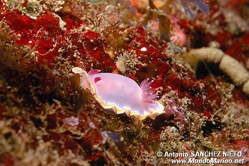 Cromodoride porpora (Chromodoris purpurea)
