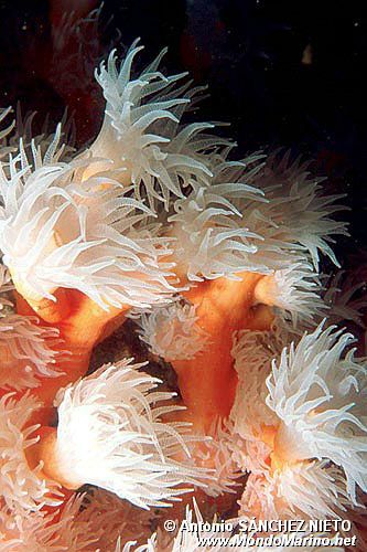 Dendrofillia (Dendrophyllia ramea)