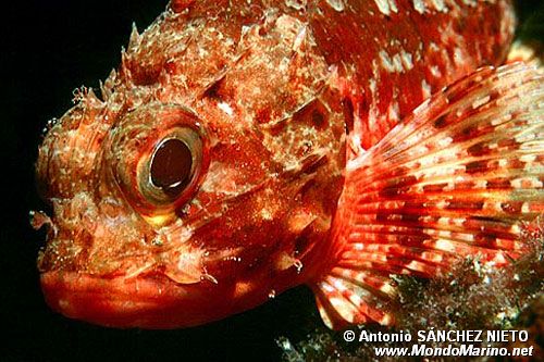 Scorfanotto (Scorpaena notata)