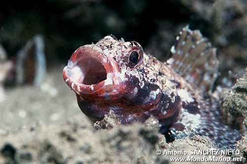 Ghiozzo boccarossa (Gobius cruentatus)