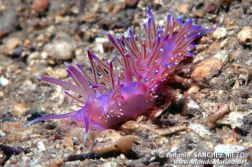 Flabellina rosa (Flabellina affinis)