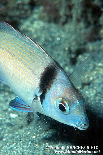 Sarago fasciato (Diplodus vulgaris)