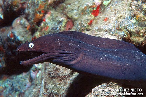 Murena (Muraena helena)