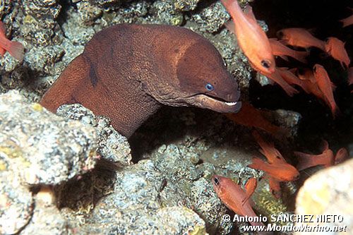 Murena nera (Gymnothorax unicolor)