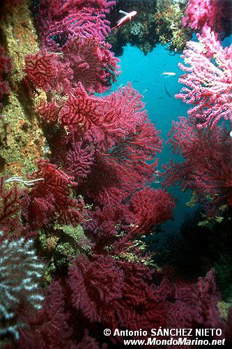 Gorgonia rossa (Paramuricea clavata)