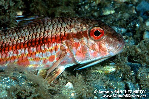 Triglia di scoglio (Mullus surmuletus)