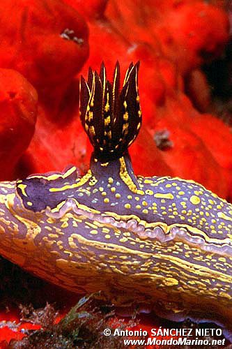 Doride dipinto (Hypselodoris picta)