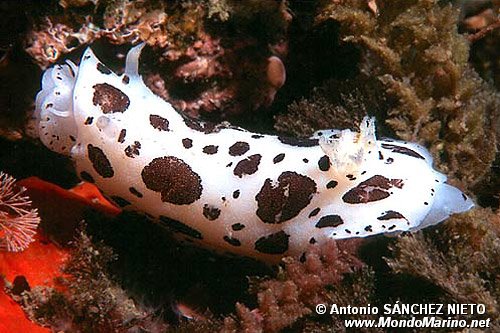 Vacchetta di mare (Discodoris atromaculata)