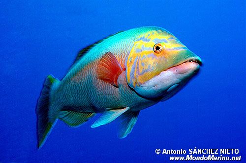 Pesce porco (Bodianus scrofa)