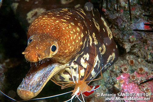 Murena (Enchelycore anatina)