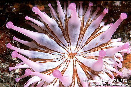 Anemone (Telmatactis cricoides)