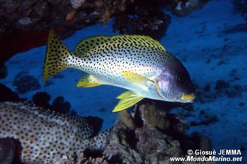 Gaterino tropicale (Plectorhinchus gaterinus)