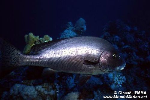 Gaterino ombrina (Diagramma labiosum)