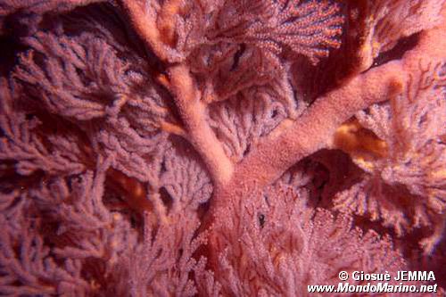 Gorgonia (Melithrea squamosa)