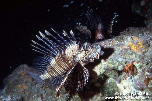 Pesce cobra (Pterois miles)