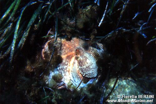 Polpo comune (Octopus vulgaris)