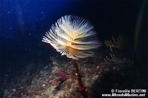 Spirografo (Sabella spallanzanii)