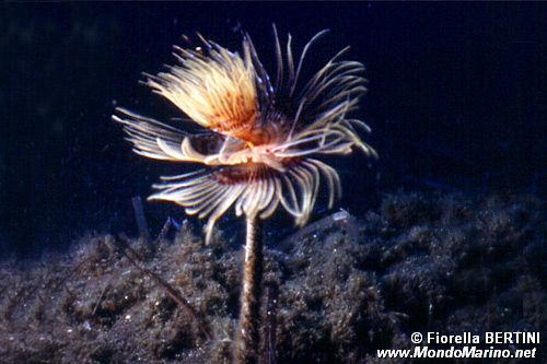 Spirografo (Sabella spallanzanii)