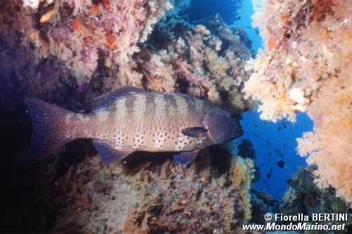Cernia dei coralli del Mar rosso (Plectropomus pessuliferus marisrubri)