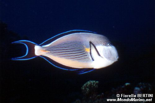 Pesce chirurgo (Acanthurus sohal)