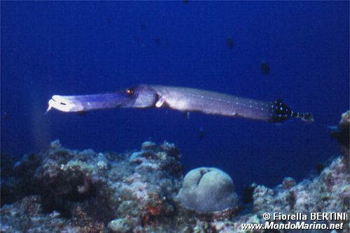 Pesce trombetta (Aulostomus chinensis)
