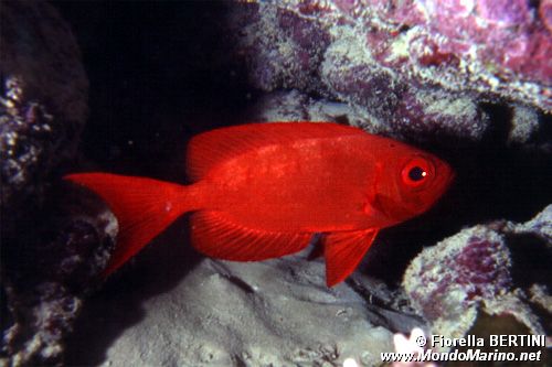 Pesce occhio grosso (Priacanthus hamrur)