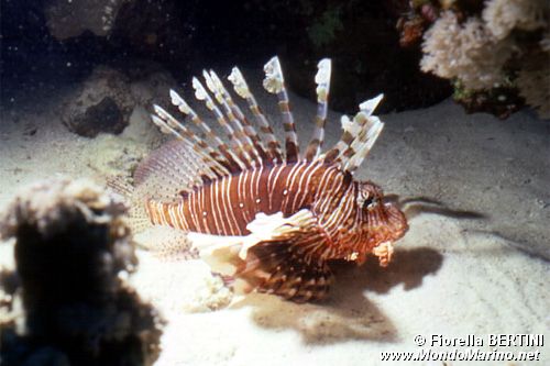 Pesce cobra (Pterois miles)