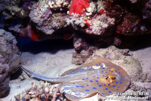 Razza a macchie blu (Taeniura lymma)