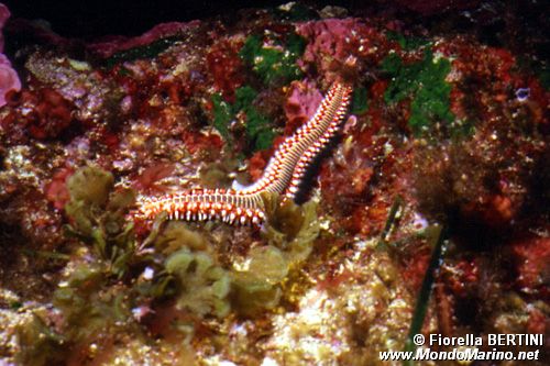 Vermocane (Hermodice carunculata)