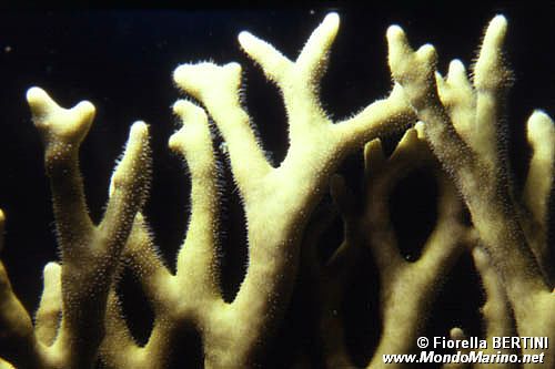 Idrozoo (Millepora dichotoma)