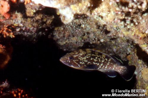 Cernia bruna (Epinephelus marginatus)