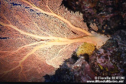 Gorgonie (Anella mollis)