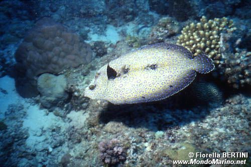 Rombo (Bothus mancus)