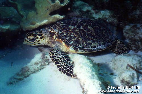 Tartaruga (Eretmochelys imbricata)