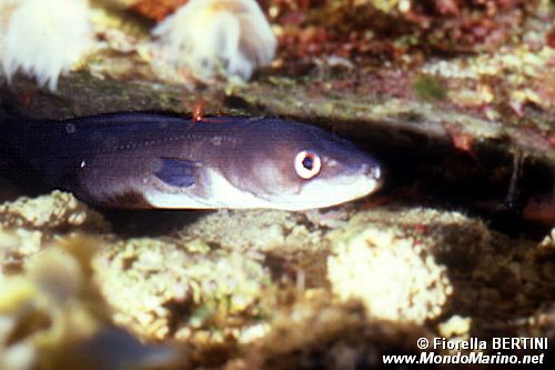 Grongo (Conger conger)