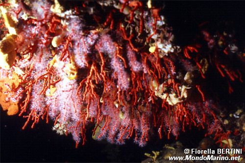 Corallo rosso (Corallium rubrum)