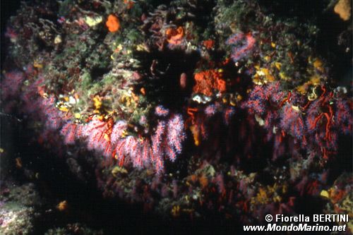 Corallo rosso (Corallium rubrum)