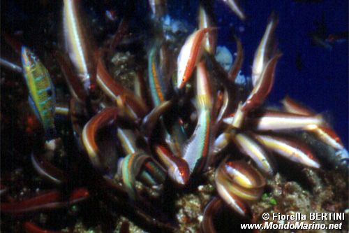 Donzella (Coris julis)