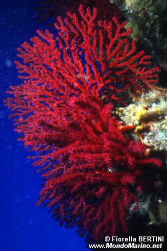 Gorgonia rossa (Paramuricea clavata)